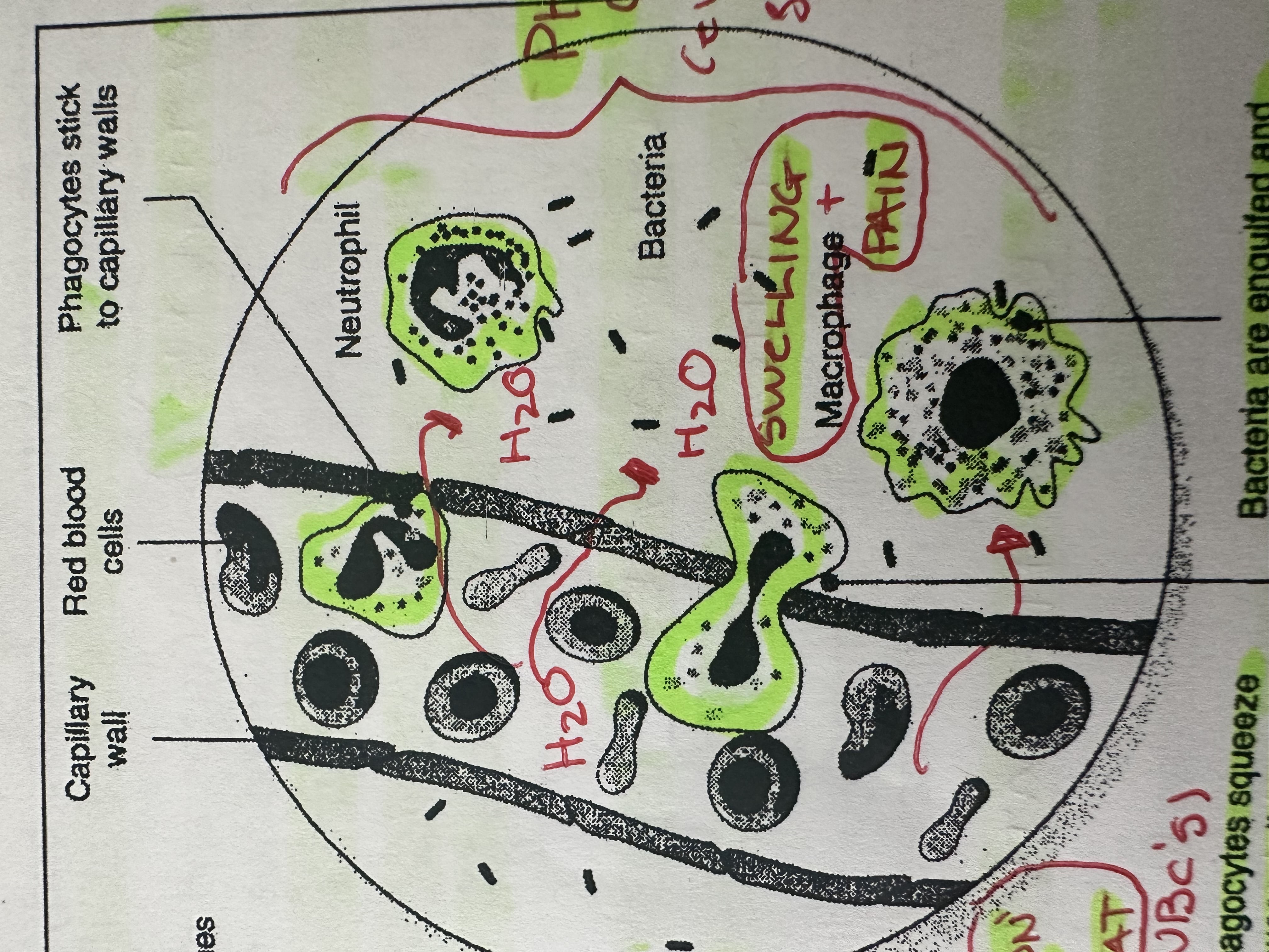 <p>Squeeze between cells of the blood vessel (dilated and permeable) to reach foreign invaders in infected tissue.</p>