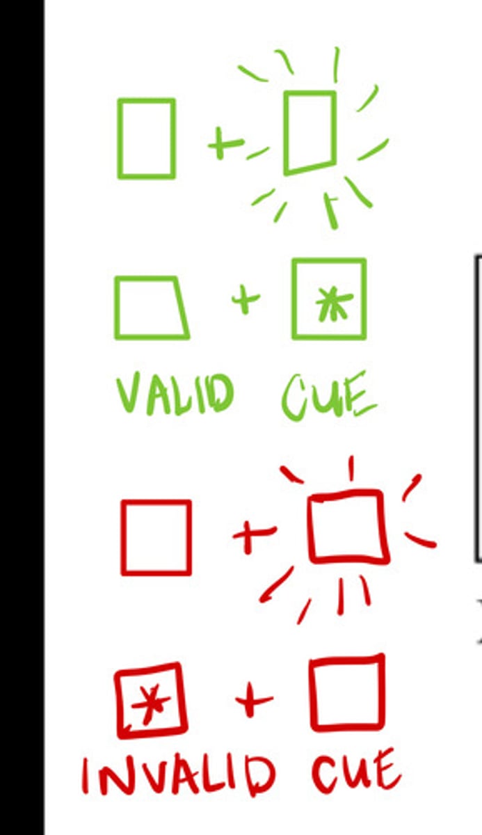 <p>Experimental method to study attention shifts</p><p>- demonstrates that we can prime and change our attention to a side</p><p>- It looks at covert attention, not directly asking a person to direct their attention one way</p><p>- showcase a valid cue and an invalid cue (valid cue chown 80% of time)</p><p>RESULTS: </p><p>- The reaction time for the valid cue is quicker than the reaction time for the invalid cue, as it requires a switch in attention (disengage, move, re-engage)</p><p>The areas of the brain involved are likely the parietal lobe (allocating attention), superior colliculus (detection of where things are in space), and the thalamus (rerouting info. between both hemispheres).</p>