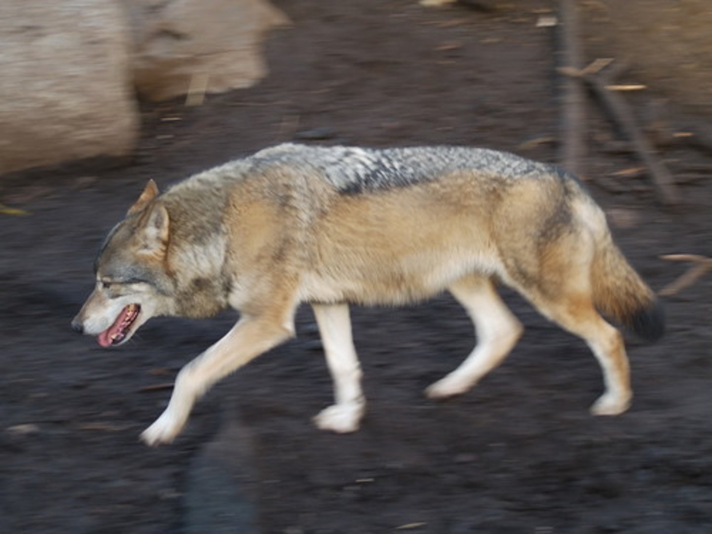 <p>en varg</p>