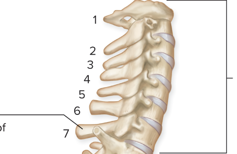 <p>seven bones at the neck</p>
