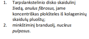 <p>skaidulinė kremzlė (tarpslankstelinio disko pjūvis)</p>