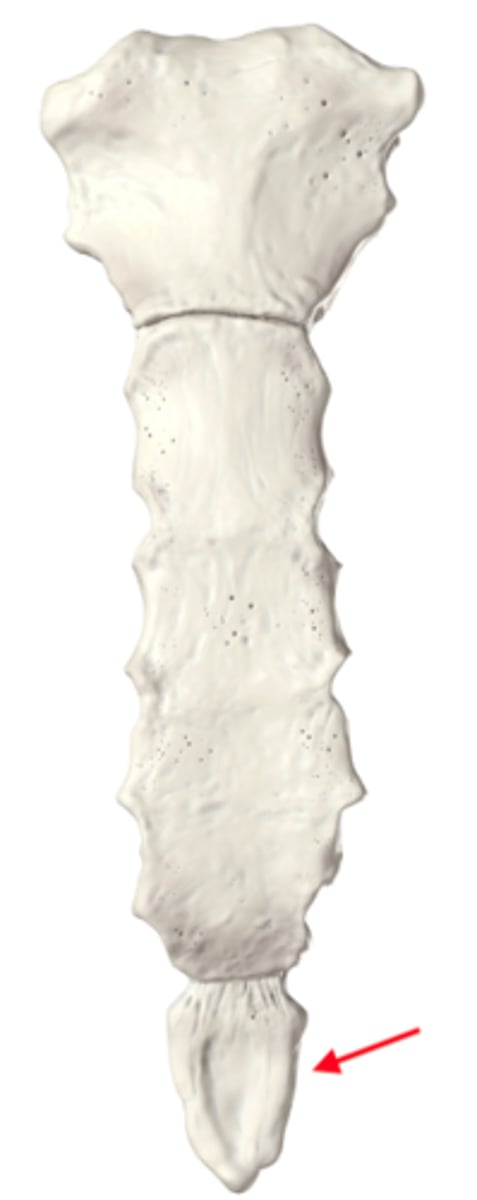 <p>The lower part of the sternum that project downward to the point where the sternum meets the lower ribs.</p>