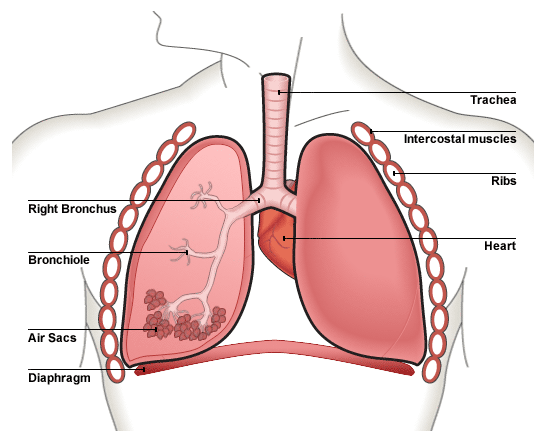 <p><strong>lungs:</strong></p><ul><li><p>each lung is surrounded by a membrane and the space between them(pleural caitiy) is filled with pleuraln fluid to lubricate the lungs and help them adhere to the walls of the thoracic cavity by water cohesion, so the lungs can expand with the chest during inhalation</p></li></ul><p><strong>trachea:</strong></p><ul><li><p>flexible airway supported by rings or cartilage.</p></li><li><p>Cartilage prevents trachea collapsing when the air pressure falls when u breath in.</p></li><li><p>Trachea walls are made of muscle, lined with celiated epithelium and goblet cells</p></li></ul><p><strong>bronchi:</strong></p><ul><li><p>similar structure to trachea</p></li><li><p>also produce mucus to trap dirt and have cilia to move mucus towards the throught</p></li><li><p>as the bronchi get smaller there is less cartilage</p></li></ul><p><strong>Bronchioles</strong></p><ul><li><p>walls of muscle lined with epithelial cells. Muscles allow them to to constrict so they can control the flow of air in and out of the alveoli</p></li></ul><p><strong>alveoli:</strong></p><ul><li><p>air sacs lined with epithelium with collagen and elastic fibres between them to allow the alveoli to stretch as they fill with air and spring back during breathing to expel carbon dioxide rich air.</p></li><li><p>the alveolar membrane is the gas-exchange surface</p></li></ul><p></p>