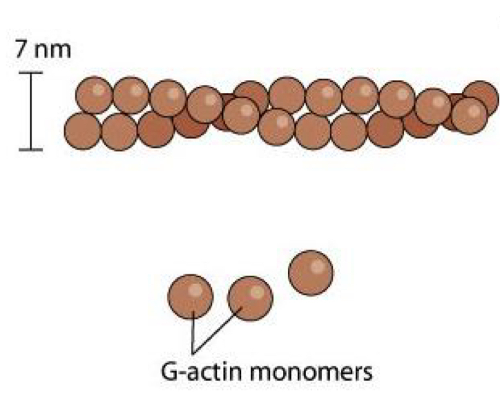 <p>2 "intertwined” chains of F actin</p><ul><li><p>made up of <strong>G-actin</strong> monomers subunits are pointing the same way</p></li></ul><p></p>