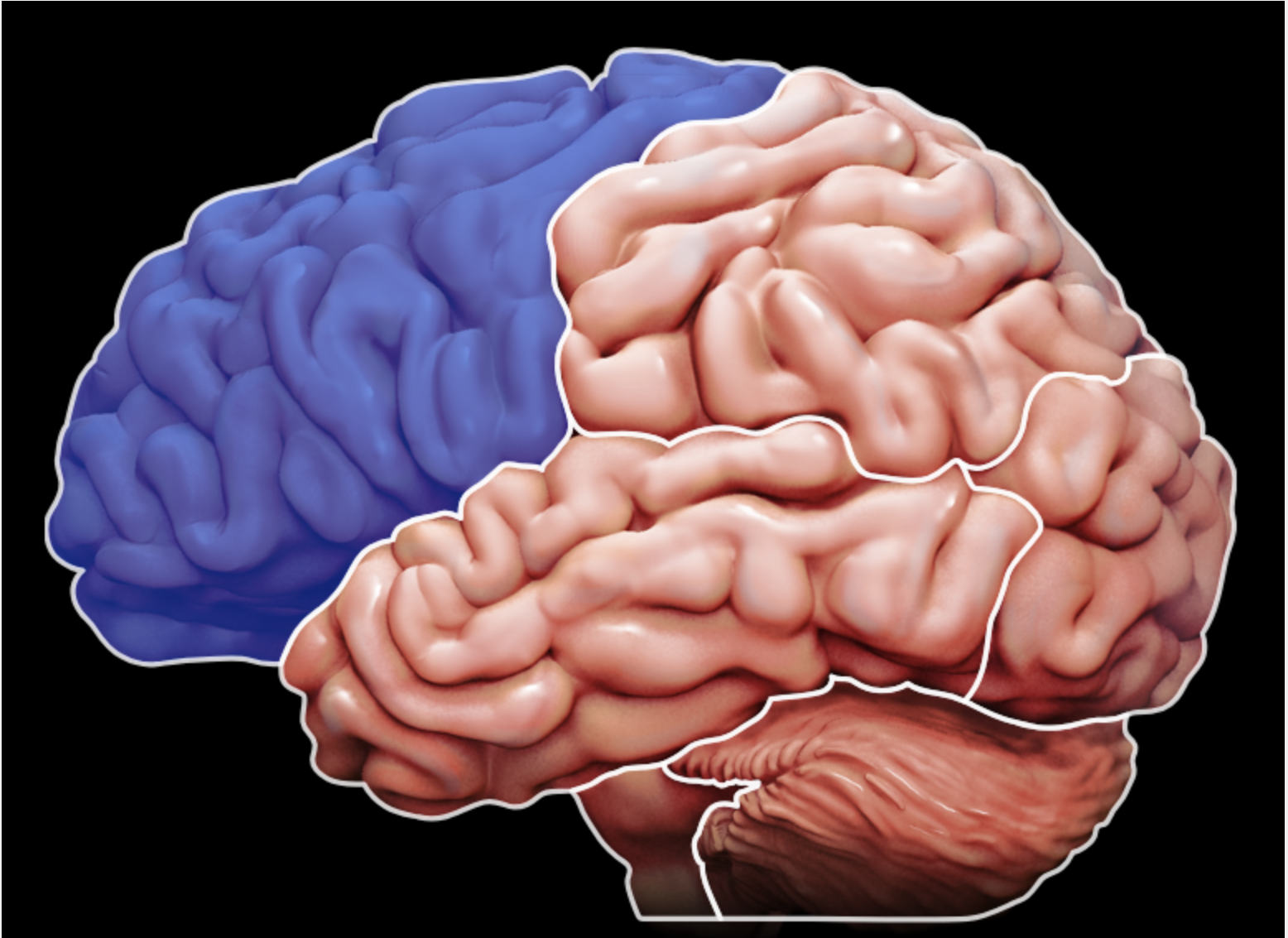 <p>what part of the brain is this?</p>