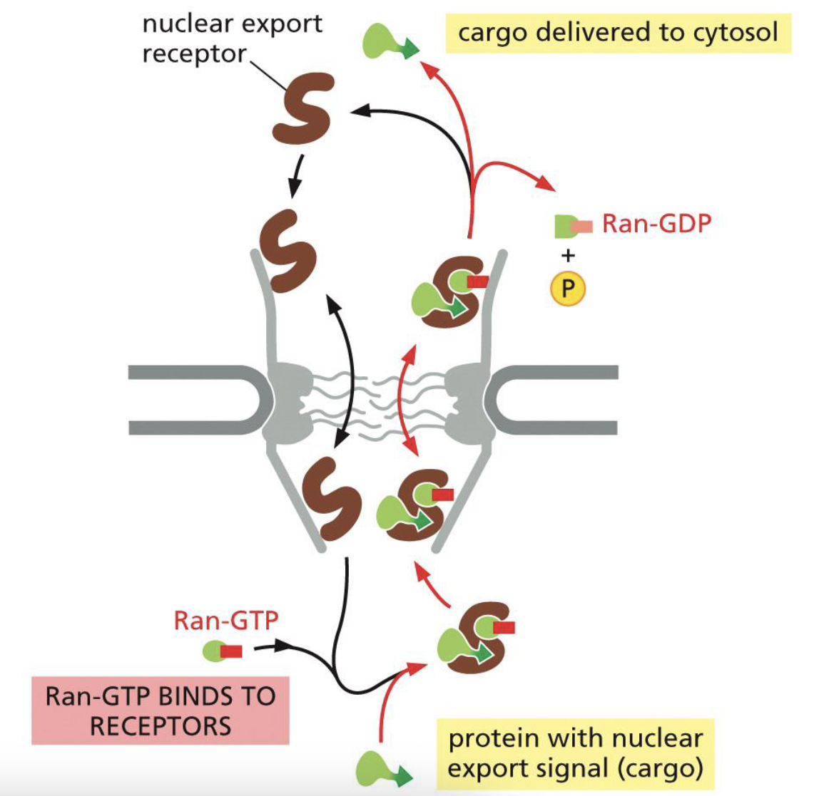 <ol><li><p>Nuclear Export Receptor binds to cargo NES and Ran-GTP</p></li><li><p>Nuclear Export Receptor binds to nucleoporins of the NPC, and goes to cytosol</p></li><li><p>Ran-GTP is cut by Ran-GAP and Ran Binding Proteins (becomes Ran-GDP), where the cargo is released into cytosol</p></li><li><p>Empty nuclear export receptor gets transported back to nucleus</p></li></ol><p></p>