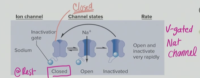<p>No, because at rest the Na+ voltage gated channel will be closed, allowing nothing to flow in</p>
