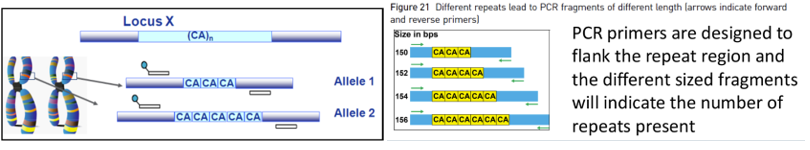 <p><span style="line-height: 107%;">STR genotyping</span></p><p class="MsoListParagraphCxSpFirst"><span style="font-family: Aptos, sans-serif; line-height: 107%;">-</span><span style="font-family: "Times New Roman"; line-height: normal; font-size: 7pt;">          </span><span style="font-family: "Times New Roman", serif; line-height: 107%;">Different STR alleles can be distinguished by the size of the PCR product</span></p><p class="MsoListParagraphCxSpMiddle"><span style="font-family: Aptos, sans-serif; line-height: 107%;">-</span><span style="font-family: "Times New Roman"; line-height: normal; font-size: 7pt;">          </span><span style="font-family: "Times New Roman", serif; line-height: 107%;">The high resolution of capillary electrophoresis allows for different numbers of repeats of only a few nucleotides in length to be distinguished</span></p><p class="MsoListParagraphCxSpMiddle"><span style="font-family: Aptos, sans-serif; line-height: 107%;">-</span><span style="font-family: "Times New Roman"; line-height: normal; font-size: 7pt;">          </span><span style="font-family: "Times New Roman", serif; line-height: 107%;">There may be many different STR alleles at a particular locus</span></p><p class="MsoListParagraphCxSpMiddle"><span style="font-family: "Courier New"; line-height: 107%;">o</span><span style="font-family: "Times New Roman"; line-height: normal; font-size: 7pt;">   </span><span style="font-family: "Times New Roman", serif; line-height: 107%;">Ex: an STR locus may be a trinucleotide repeat with a possibility of 12, 13, or 14 repeats</span></p><p class="MsoListParagraphCxSpMiddle"><span style="font-family: "Courier New"; line-height: 107%;">o</span><span style="font-family: "Times New Roman"; line-height: normal; font-size: 7pt;">   </span><span style="font-family: "Times New Roman", serif; line-height: 107%;">OR there could be many more...normal individuals may range from 10-20 repeats at a particular locus while individuals affected by a genetic disorder may have 50-100+ repeats at that locus</span></p><p class="MsoListParagraphCxSpLast"><span style="font-family: "Courier New"; line-height: 107%;">o</span><span style="font-family: "Times New Roman"; line-height: normal; font-size: 7pt;">   </span><span style="font-family: "Times New Roman", serif; line-height: 107%;">Each locus is different</span></p>
