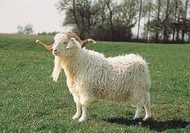 <p>Angora</p>