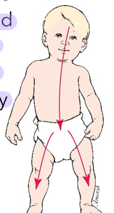 <p>Growth proceeds from the head downward</p><ul><li><p>the head and upper regions of the body develop before the lower regions of the body</p><ul><li><p>the brain development leads to development of other things</p></li></ul></li></ul><p></p>