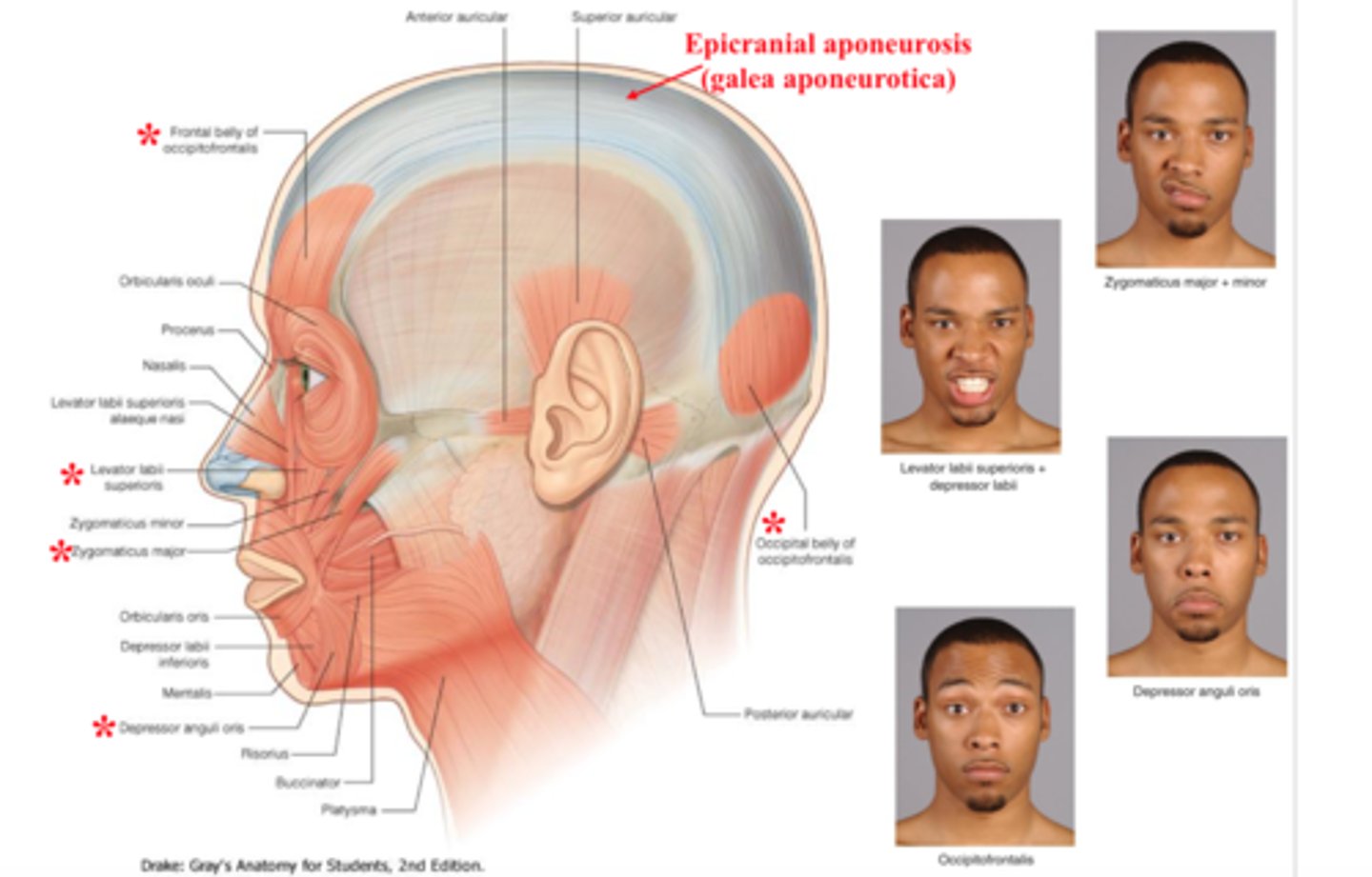 <p>-facial<br>-5 branches: temporal, zygomatic, buccal, mandibular, cervical<br>-motor: facial expression, lacrimal glands, salivary glands<br>-sensory: taste buds</p>