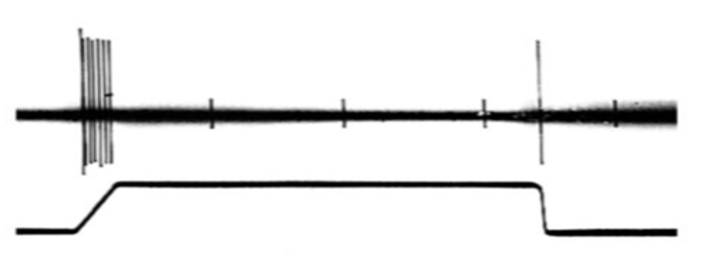 <p>Rapidly activating receptors are known as _______ __________ and respond at the _____________ and ____ of a stimulus</p>