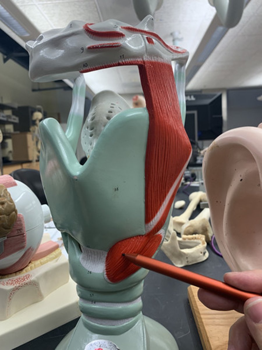 <p>O: arch of the cricoid cartilage</p><p>I: inferior border of the thyroid cartilage</p><p>A: draws the thyroid cartilage forward, lengthening the vocal ligaments</p><p></p>