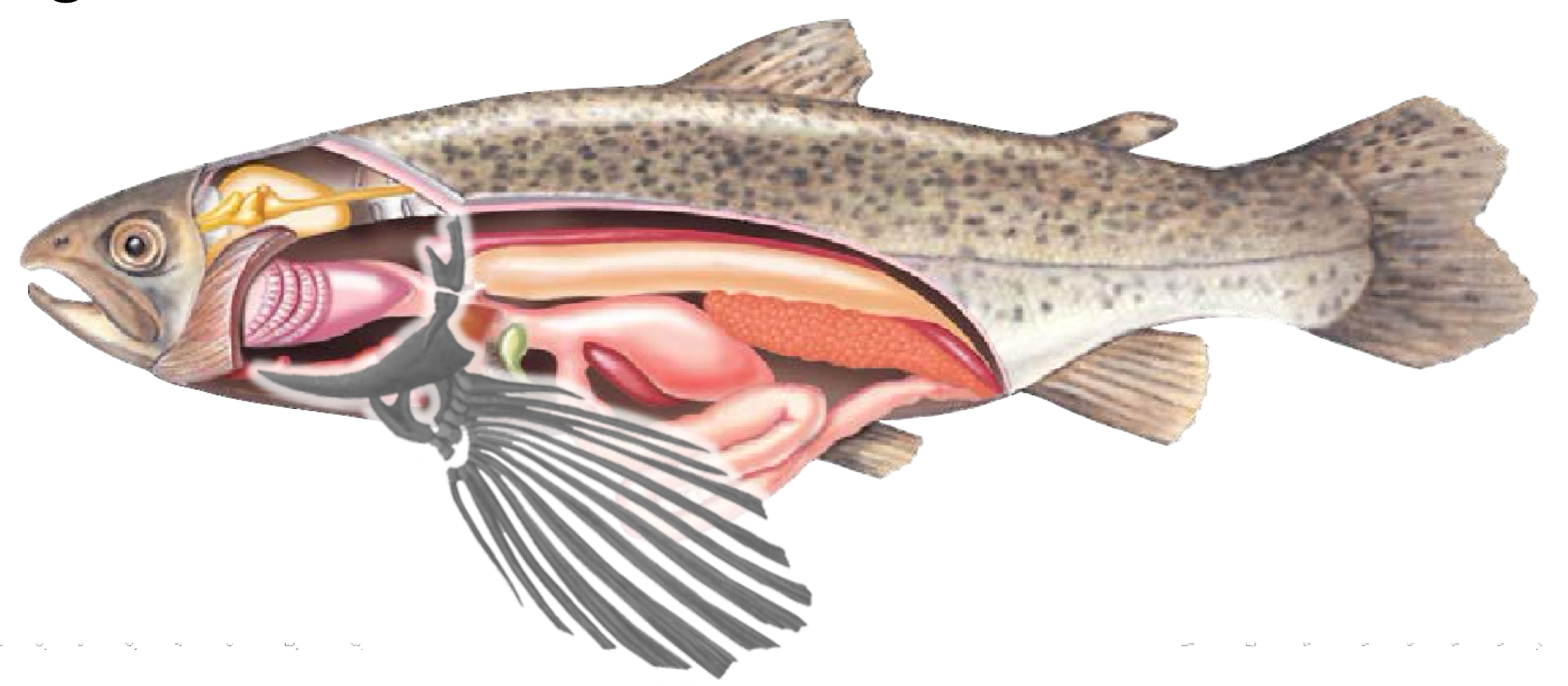 <p>Basal osteichthyan clade with fishes that have rayed and upgraded, membranous fins.</p>