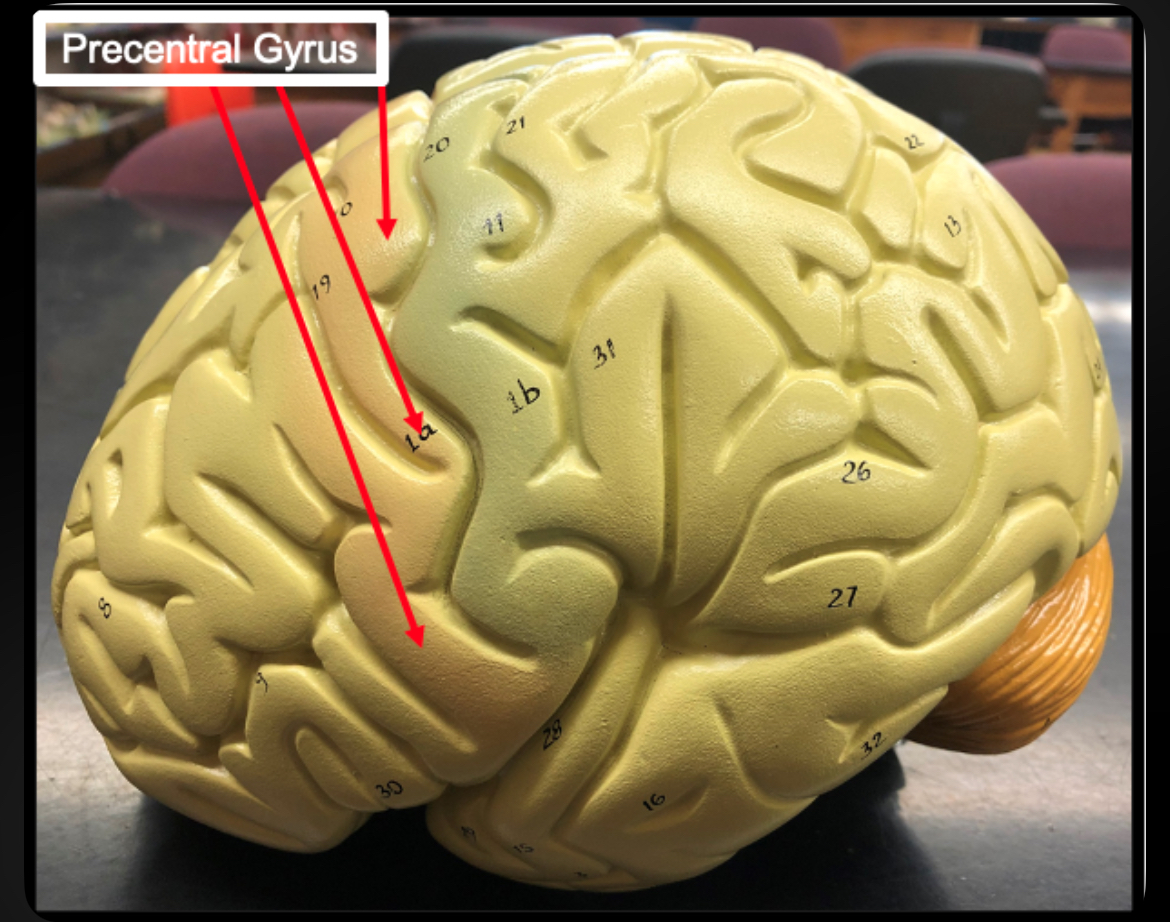 <p>Precentral Gyrus</p>