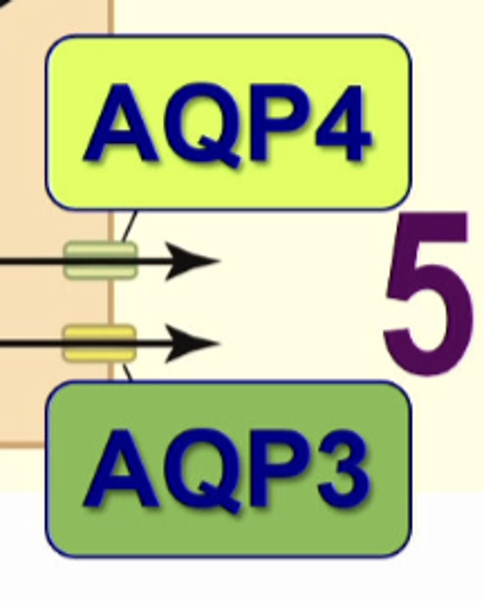 <p>AQP 3 and 4 are ____________ _________ and present in the basolateral membrane</p>