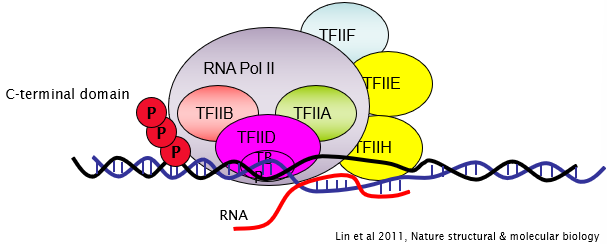 <ul><li><p>Melts the DNA and transcription starts. </p></li><li><p>10 subunit complex containing ATPase, helicase, protein kinase. </p></li><li><p>Phosphorylation of C terminal domain of RNA pol II by TFIIH kinase.</p></li></ul><p></p>