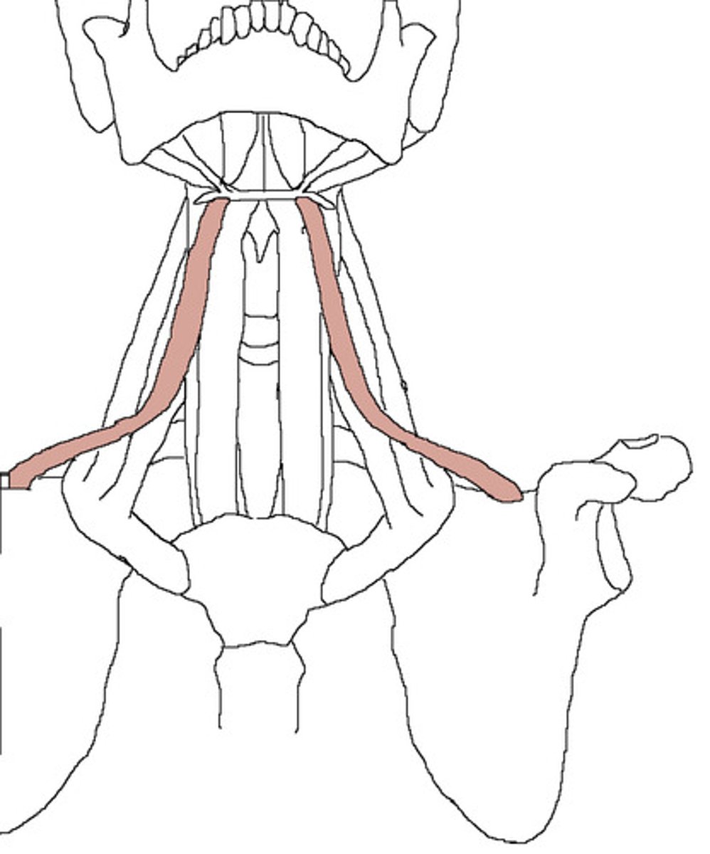 <p>Origin: Superior Scapula</p><p>Insertion: Hyoid</p><p>Action: Hyoid depression</p>