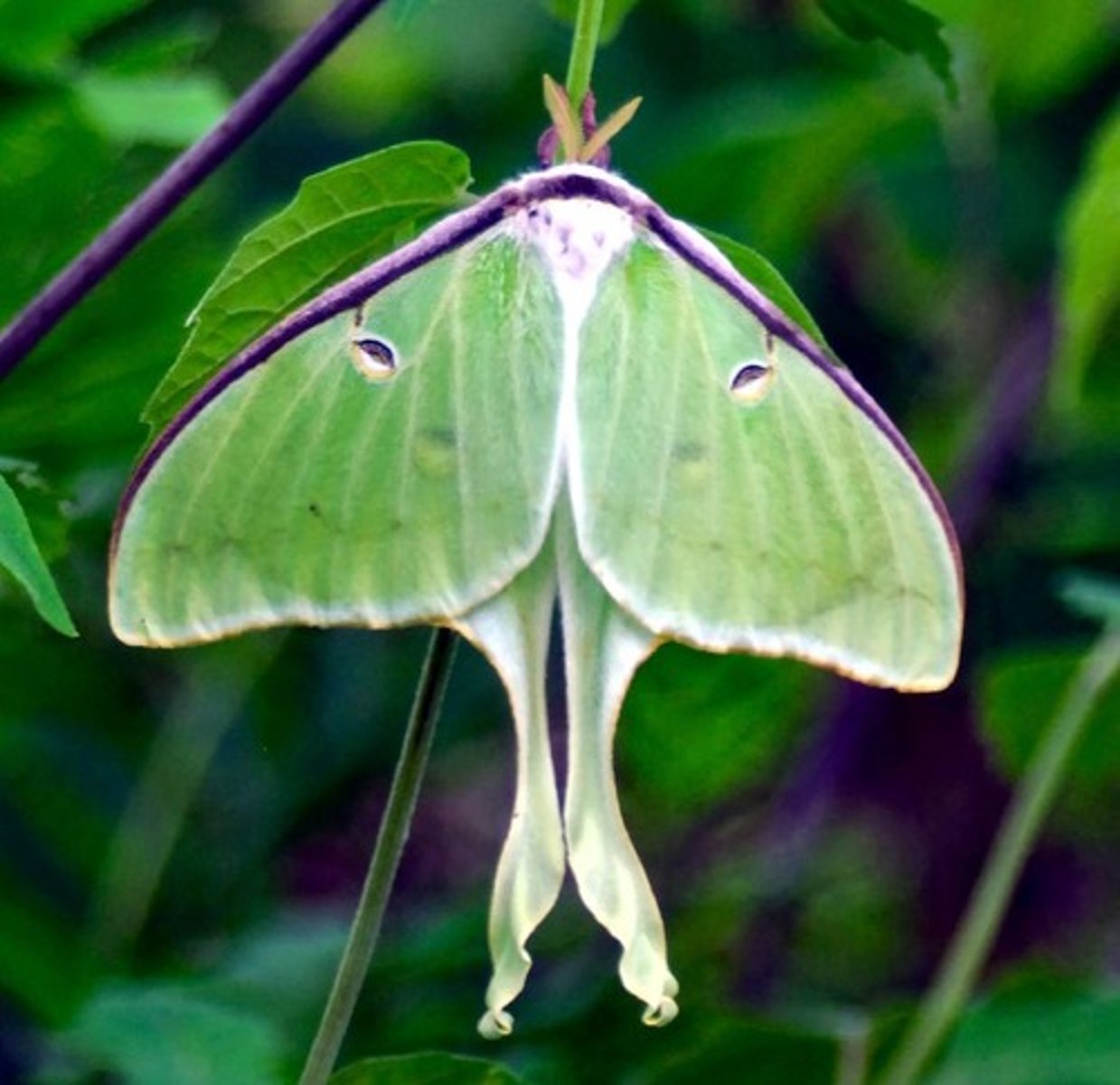 <p>Identify the wing coupling mechanism.</p>