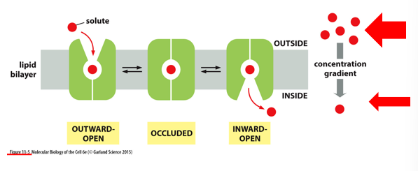 <p>model for how ( ) in transporter could ( )&nbsp;</p>