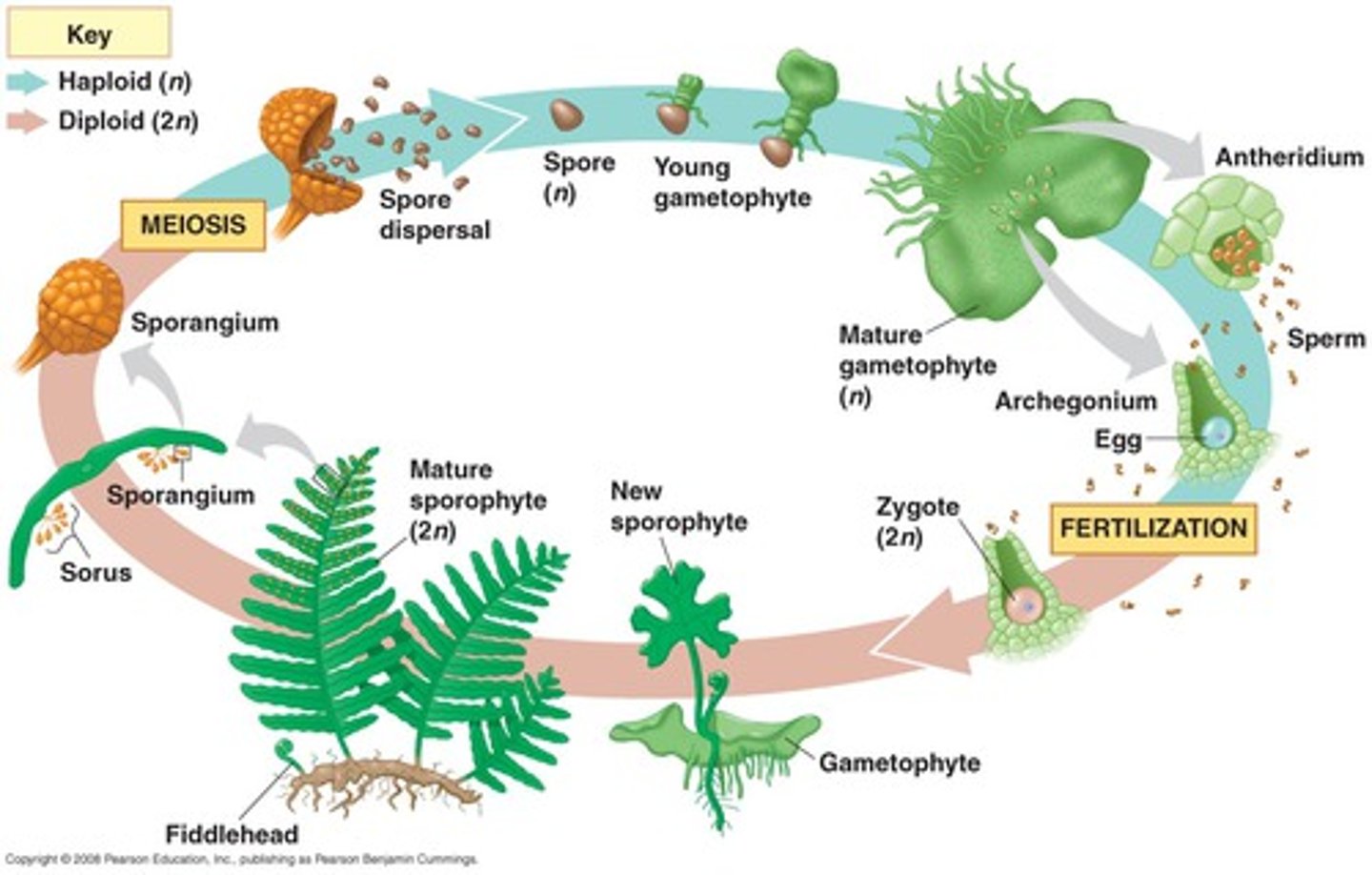 <p>1) zygote develops into leafy adult plant</p><p>2) spores are released from spore cases and grow into tiny, heart-shaped gametophytes. each gametophyte has both male and female structures.</p><p>3) sperm swim to another gametophyte to fertilize eggs</p>