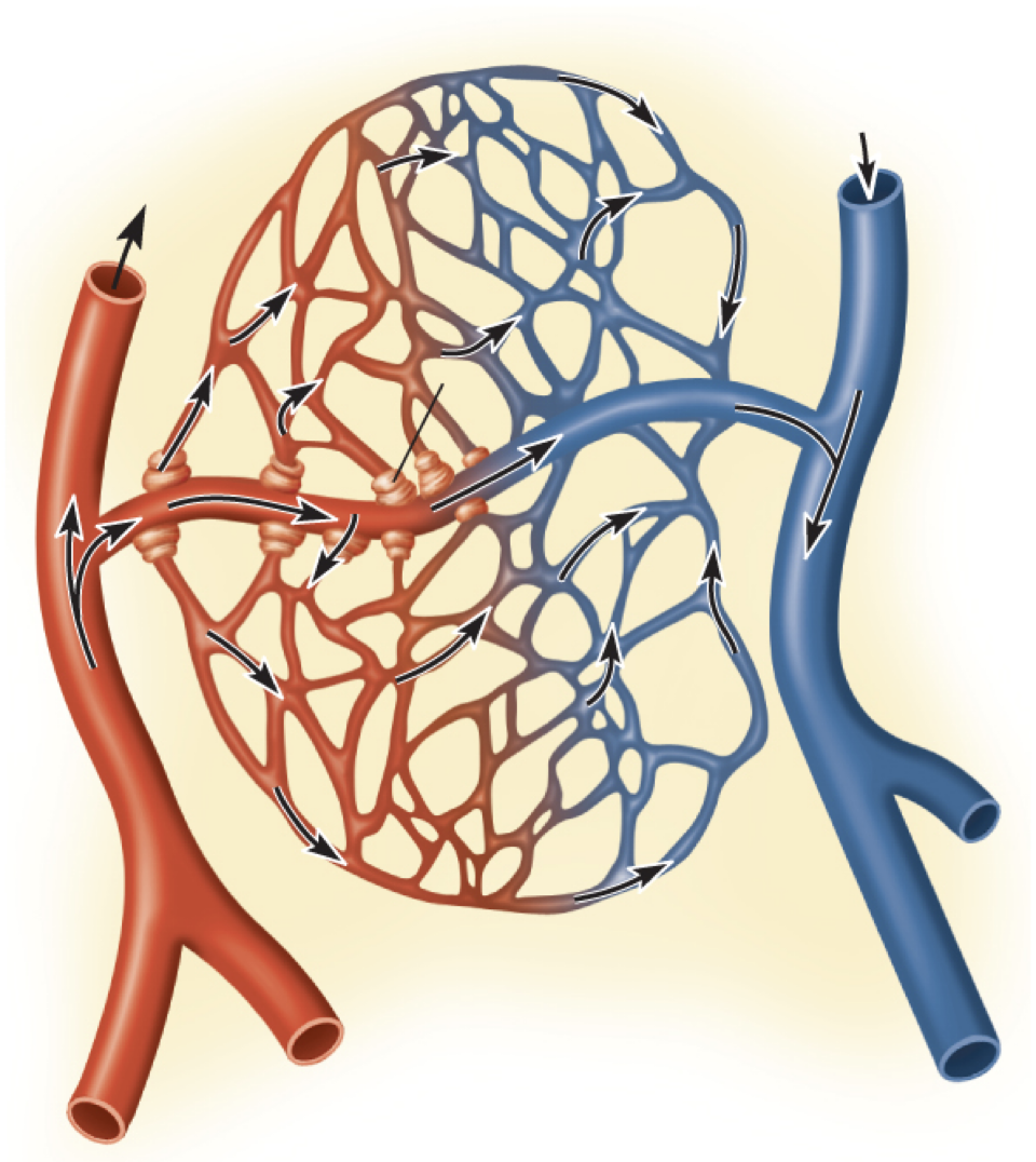 <p><strong>capillaries</strong></p><p>-supplied by which blood vessel? ___</p><p>-exchange vessels</p><p>-made up of endothelium & __ ___</p>