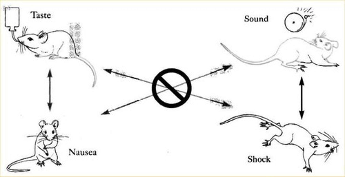 <p>Studied taste aversion with audiovisual cues.</p>
