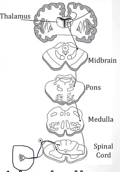 <p>-sensory; the brain</p><p>-pain, temperature, and crude touch</p><p>-spinal nerves; spinal cord; dorsal horn; thalamus; VPL thalamus; cortex</p><p>-cord level; posterior column tracts</p>