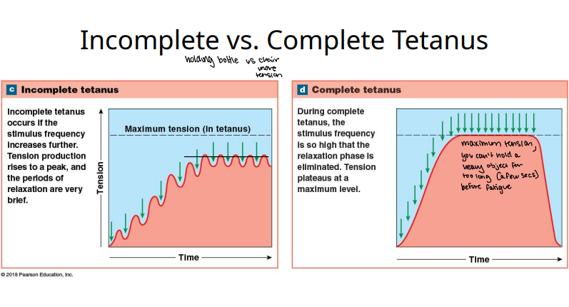 <p>T/F: Complete tetanus occurs if the stimulus frequency increases further. Tension production rises to a peak, and the periods of relaxation are very brief.</p>