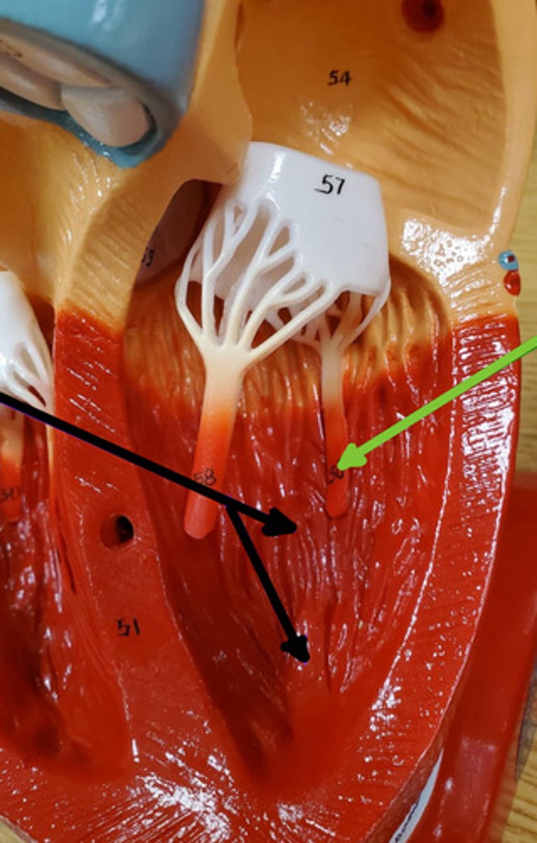 <p>Name the structure and function</p>