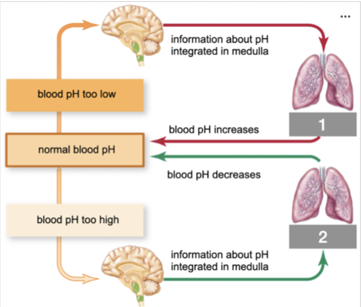 <p><span><strong>Under normal conditions, breathing rate is regulated by sensing the pH of blood, which depends on the concentration of the respiratory gas you identified in the previous question. Complete the following diagram by matching the number in the diagram with the correct response </strong>(The following diagram illustrates the negative feedback loop that controls breathing.)</span></p>