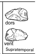 <p>A bone situated above the temporal bones.</p>