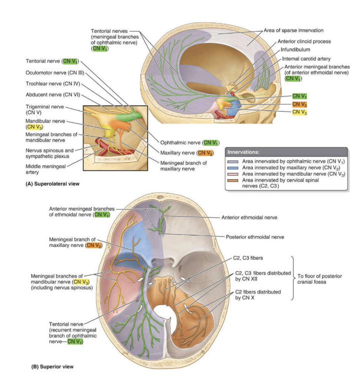 <p><span>Posterior cranial fossa – orange&nbsp;</span></p><ul><li><p><span>The meninges of the infratentorial compartment (covering floor of posterior cranial fossa) are mostly innervated by sensory branches of the spinal nerves&nbsp;</span></p></li><li><p><span>Some of these branches reach directly as proper CII CIII branches –</span></p></li></ul>