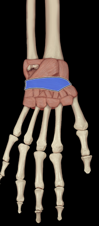 <p>Dorsal intercarpal ligament</p>