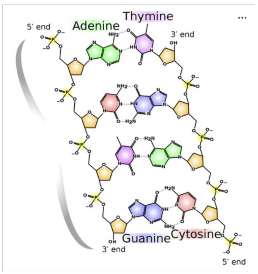 <p><span><span>A mutation occurs in this middle portion of a DNA molecule, where an adenine replaces a cytosine. What impact do you think this will have on the DNA structure?</span></span></p><p>Option A: Adenine is larger than cytosine and will not be able to base pair properly with the guanine on the opposing strand. This will cause the phosphodiester bonds to break, and the DNA will hydrolyze.</p><p>Option B: Adenine is larger than cytosine and will not be able to base pair properly with the guanine on the opposing strand. This will cause the DNA to denature or unzip.</p><p>Option C: Adenine is larger than cytosine and will not be able to base pair properly with the guanine on the opposing strand. This will cause the DNA to bulge.</p><p>Option D: Since adenine is still a nitrogenous base, this mutation will have no impact on the DNA structure</p>