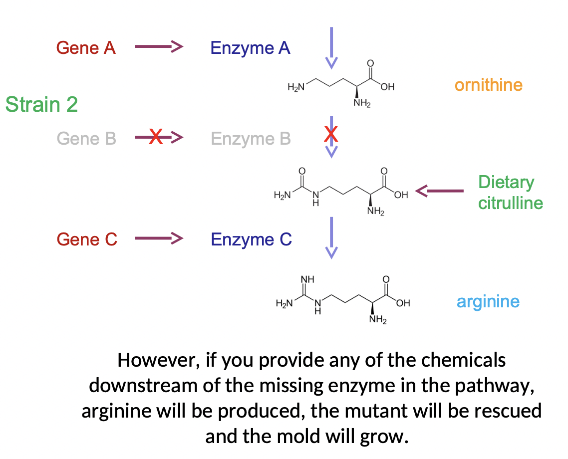 <ul><li><p>used a mold, reasoned that mutants lacking enzymes necessary for a pathway would get stuck and not be able to produce the components downstream</p></li><li><p>would prevent mold from growing, but could be rescued by providing the missing compounds in the growth media</p></li><li><p>they isolated mutants that required certain metabolic precursors in order to grow (auxotrophs) as opposed to the wild type prototrophs</p></li></ul><p></p><ul><li><p>mold needed Argenine, but not orthinine or citrilline, other than to make argenine</p></li><li><p>ex. strain 2 could not make enzyme B (lacked gene b) so it could not turn orthinine to citrilline, but if given citrilline in its diet it could convert it with enzyme C into argenine</p></li></ul>