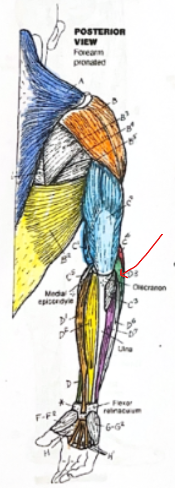 <p>Green section</p>