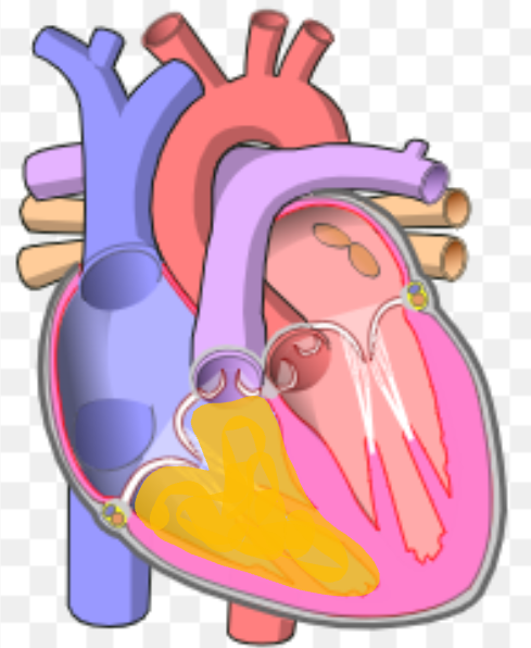 <p>What is the name the highlighted portion of the heart?</p>