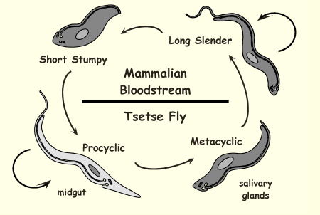 <p>Life Cycle of Trypanosoma brucei: Procyclic</p>