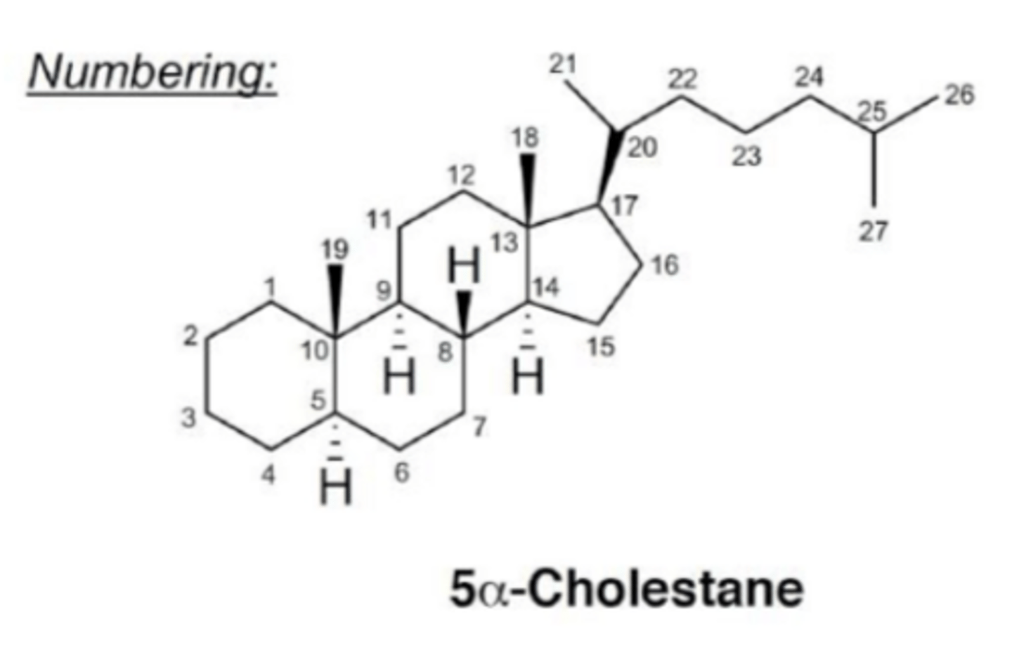 <p>5α-____ is a key structural backbone related to many steroids.</p>