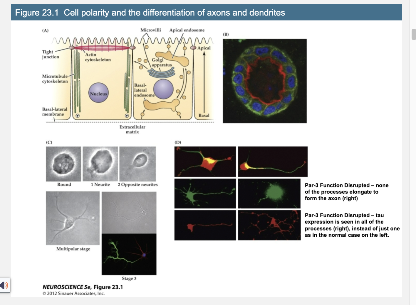 <p>Figure 23.1- Cell Polarity and the differentatition of Axons and Dendrites </p>