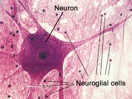 <p>Contains large neurons (primary cell type) with long dendrites and axons, surrounded by much smaller neuroglial cells which lack dendrites and axons </p>
