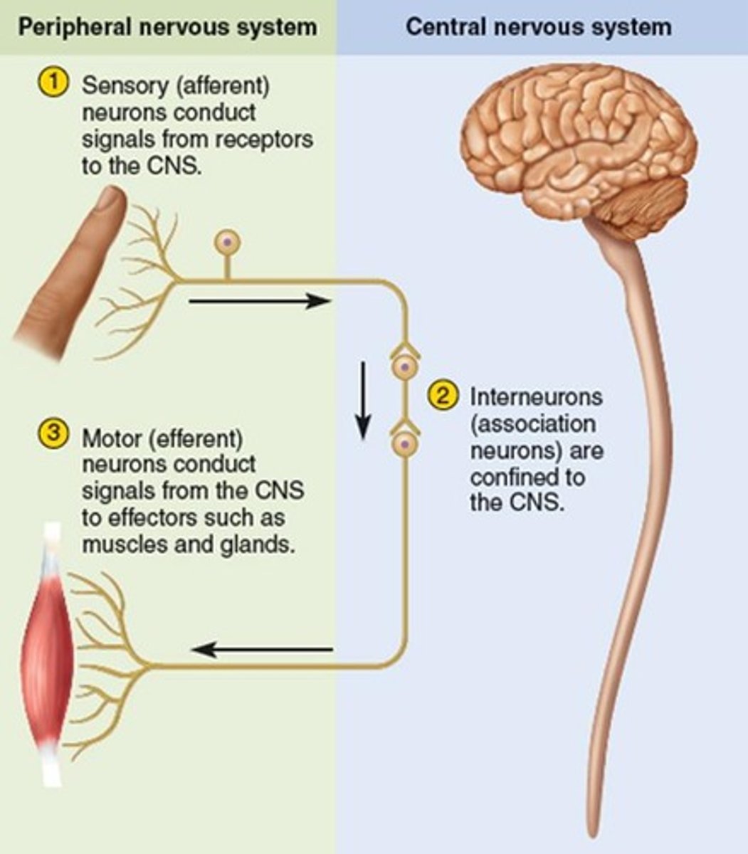 <p>central nervous system neurons that internally communicate between the sensory inputs and motor outputs</p>