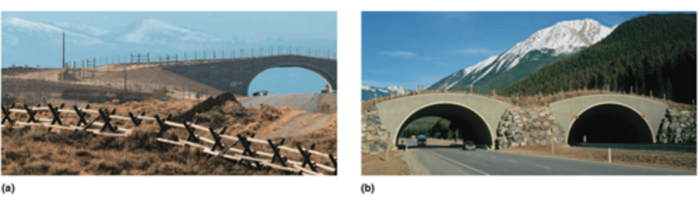 <p>Highways</p><p>----------------</p><p>HOW?</p><p>- hundreds of animals are killed each year while attempting to cross these human-made barriers</p><p>----------------</p><p>WHATS BEING DONE?</p><p>- Newly established wildlife overpasses and underpasses are now enabling pronghorn and other animals to safely cross these roadways</p>