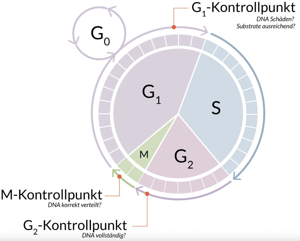 <p>D. Retinoblastoma protein (pRb)</p>