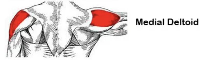 <p>Action: Shoulder ABDuction</p><p>Origin: Acromion (scapula)</p><p>Insertion: Deltoid tuberosity</p><p>Innervation: Axillary nerve (C5-C6)</p>