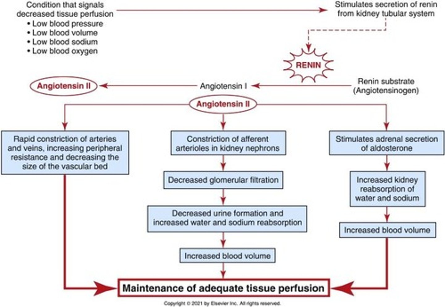 <p>A hormone system that regulates blood pressure and fluid balance.</p>