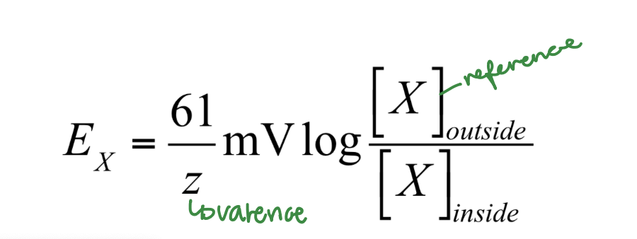 <p>The Nernst Equation predicts the ____ at equilibrium.</p>