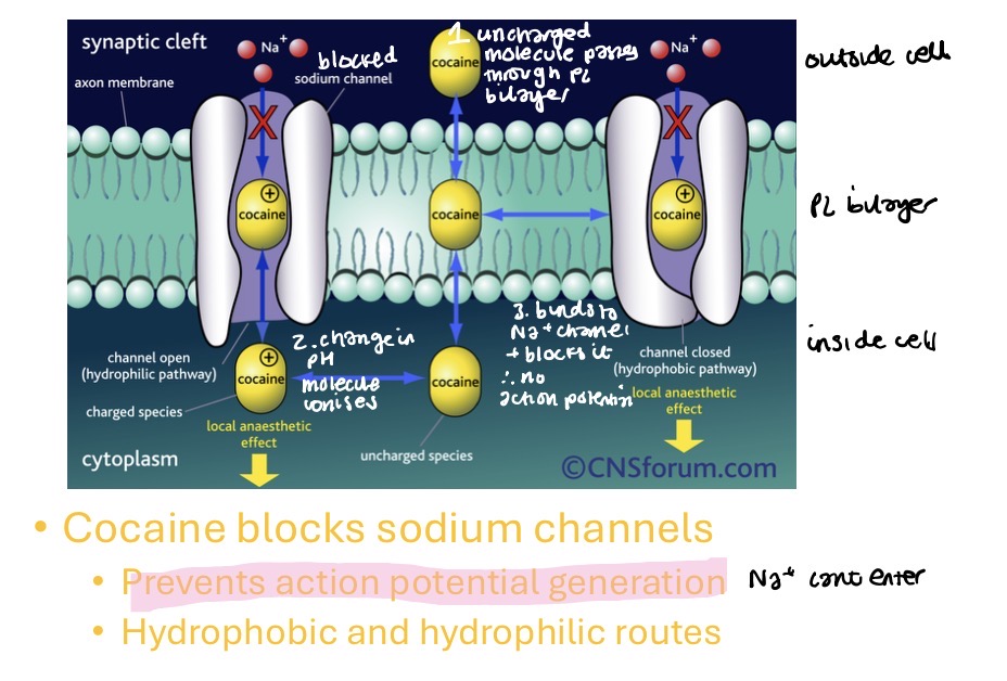 <p>the active agent is a weak base (it is administered in an acidic solution - hydrochloride) increases solubility and&nbsp;stability in water </p><ol><li><p>uncharged molecule passes through phospholipid bilayer&nbsp;</p></li><li><p>change in pH. molecule becomes ionised (therefore easier to pass membrane)&nbsp;</p></li><li><p>binds to Na+ channel and blocks it. therefore <strong>no action potential</strong> (Na+ cant enter so nerve cell cant depolarise)</p></li></ol><p></p>