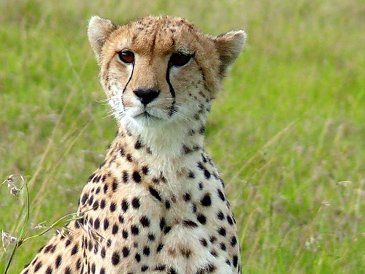 <p>Cheetah</p>